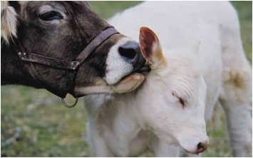 calf.jpg (17421 bytes)