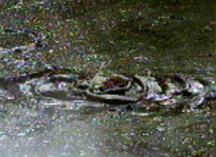 lab35.jpg (34317 bytes)